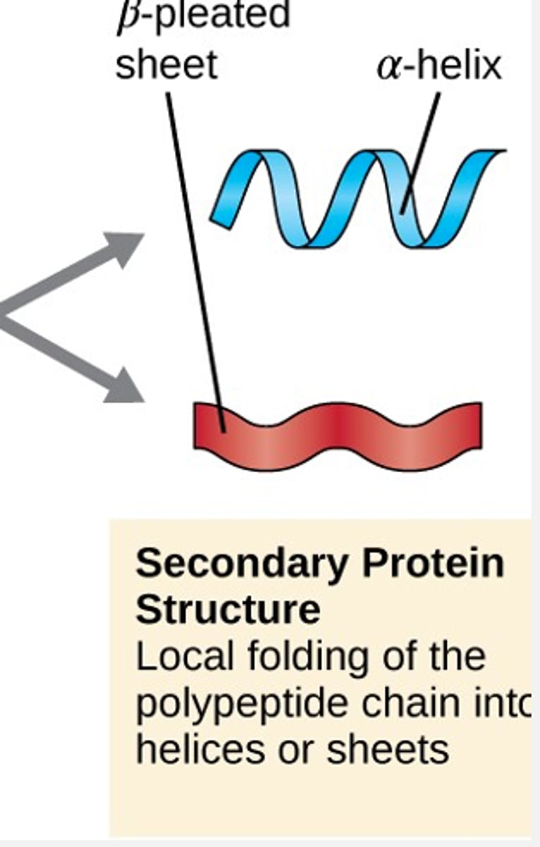 <p>local folding of the polypeptide chain into helices or sheets</p><p>weak electrical attractions between H+ and O-</p>