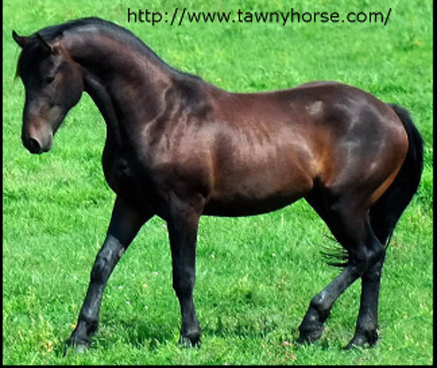 <p>type of brown that is full black but have tan or brown hairs</p>
