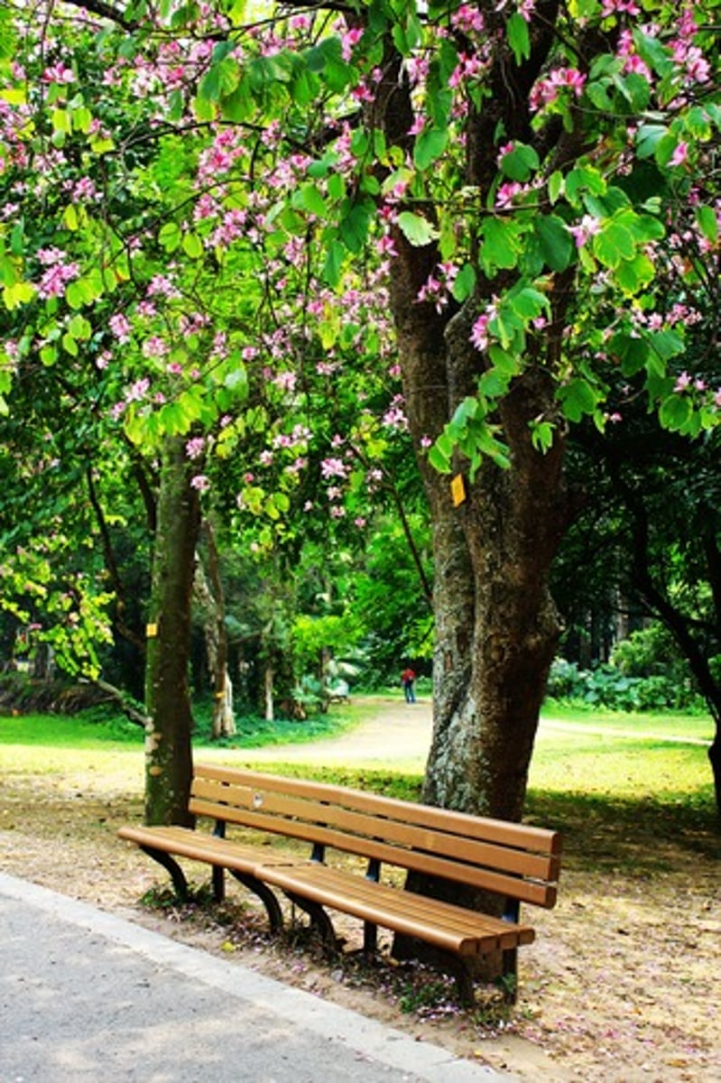 <p>spring (chūn tiān)</p>