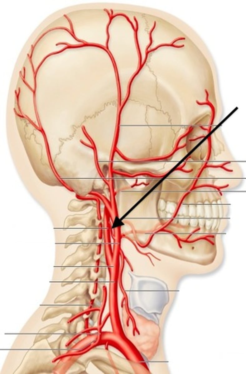 <p>lies superior to bifurcation of common carotid , deeply seated, supply pharynx</p>