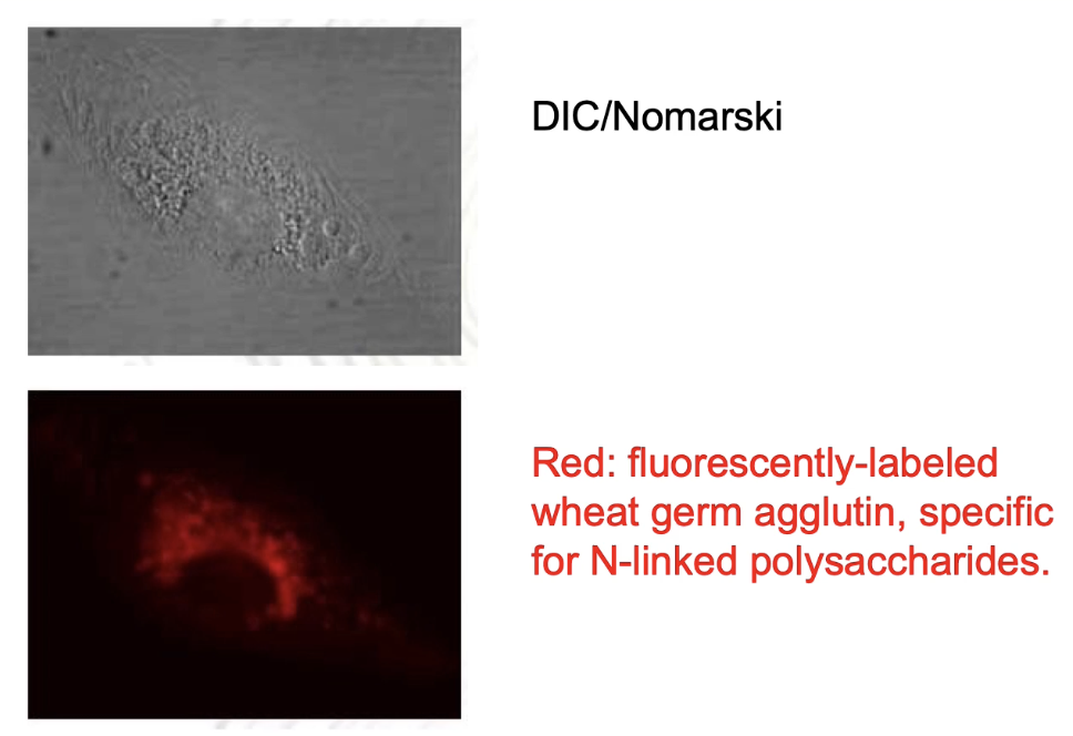 <ul><li><p>Top image: Nomarski/DIC shows all endomembranes in the cell.</p></li><li><p>To specifically label Golgi membranes: use <strong>fluorescently-labeled wheat germ agglutinin (WGA)</strong>.</p></li><li><p>WGA is a <strong>lectin</strong> that binds to <strong>N-linked polysaccharides</strong> in Golgi cisternae.</p></li><li><p>Fluorescent imaging shows Golgi as a distinct subset of endomembranes.</p></li></ul><p></p>