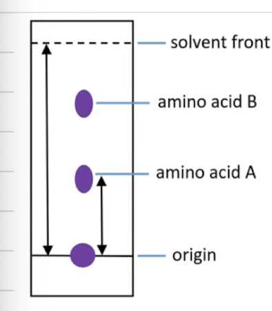 <ol><li><p>Small sample of amino acid mixture spotted on the origin</p></li><li><p>Filter paper is supended in solvent with the origin above the solvent level</p></li><li><p>As solvent rises, amino acids will distribute themselves between 2 phases:</p><ul><li><p>stationary phase - absorbs more strongly to stationary phase means its lower down </p></li><li><p>mobile phase - more soluble in mobile phase means it will go higher up</p></li></ul></li><li><p>Once removed, sprayed with ninhydrin (organic dye / locating reagent)</p></li><li><p>Analysis can be conducted</p></li></ol>