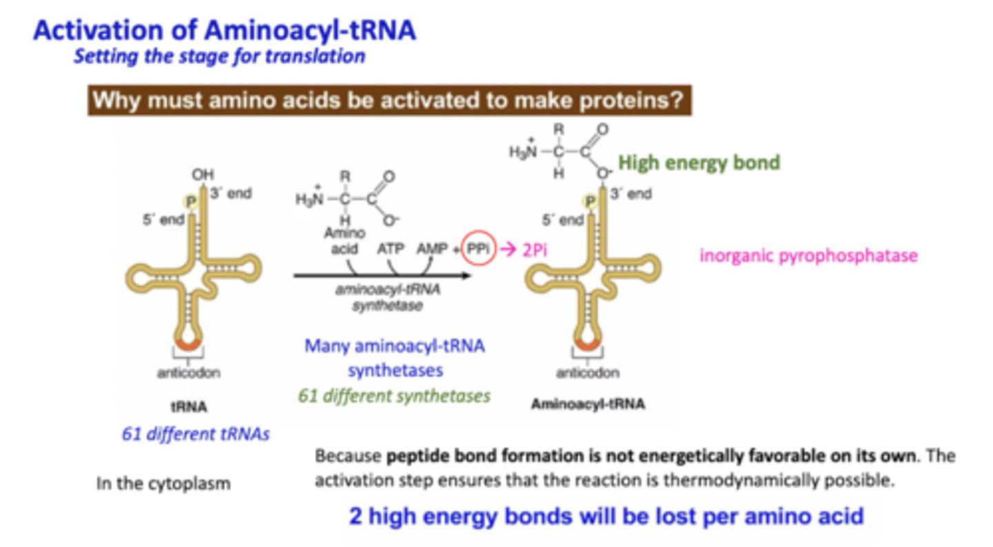 <p>Peptide bonds formation is not energetically favorable on its own, and therefore this activation step ensures the reaction is thermodynamically possible. It takes 2 Pi to form the bond between an amino acid and the 3' end of a tRNA</p>