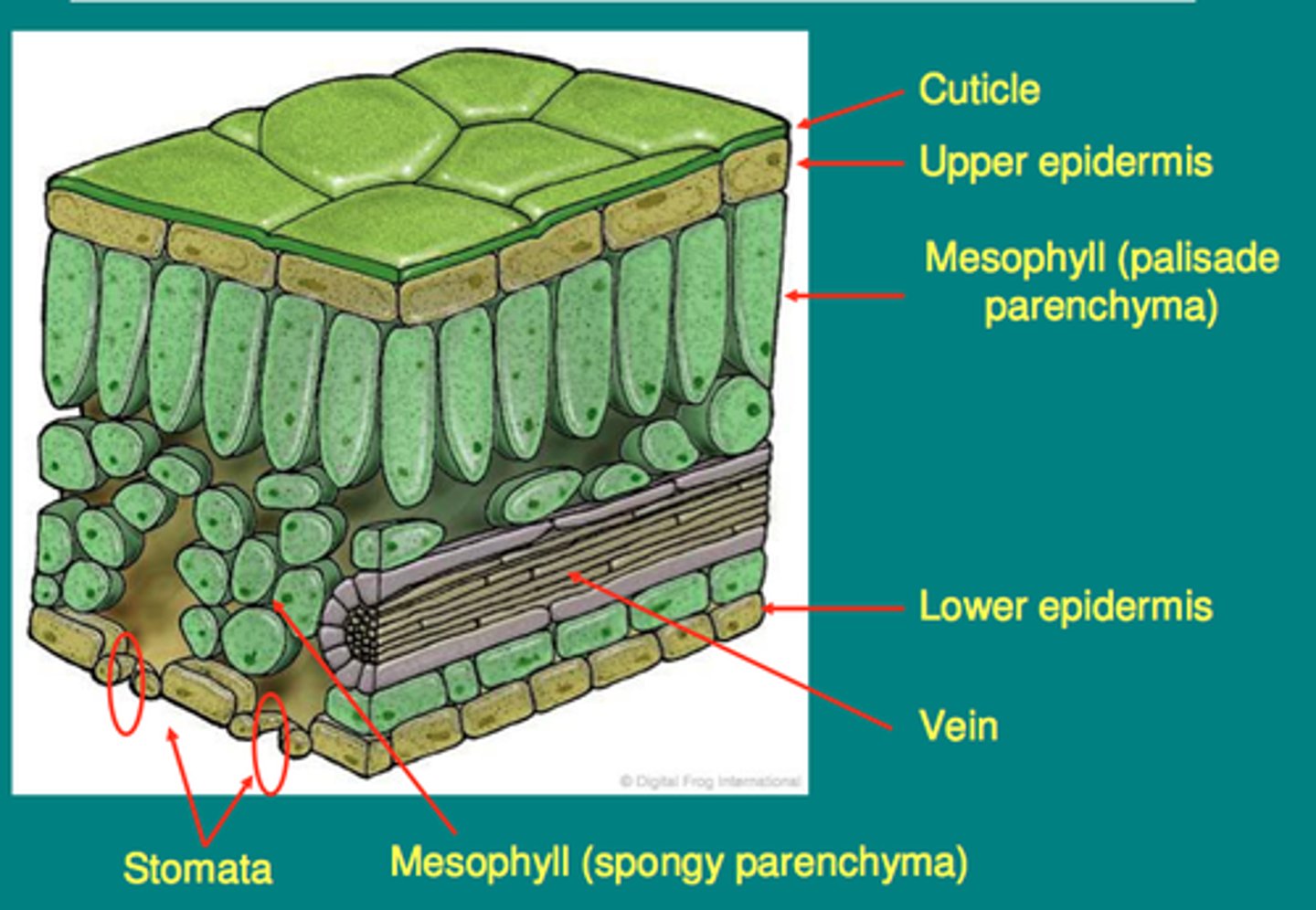 <p>Cuticle: A waxy, waterproof layer which cuts down the water lost by evaporation and protects against parasitic fungi</p><p>Upper epidermis: A single layer of cells that are transparent and contain no chloroplast allowing light to pass straight through</p><p>Palisade layer: Made up of palisade cells which contain chloroplasts, where most of the photosynthesis takes place</p><p>Vein: Contains tubes called the xylem and phloem. The xylem brings water and salts to the leaf for photosynthesis. The phloem transports the dissolved foods away</p><p>Spongy layer: consists of irregularly shaped cells with large air spaces between them allowing gas exchange (diffusion) between stomata and photosynthesising cells</p><p>Lower epidermis: contains lots of tiny holes or pores called stomata at regular intervals which allow gases to diffuse in and out of the leaf</p>
