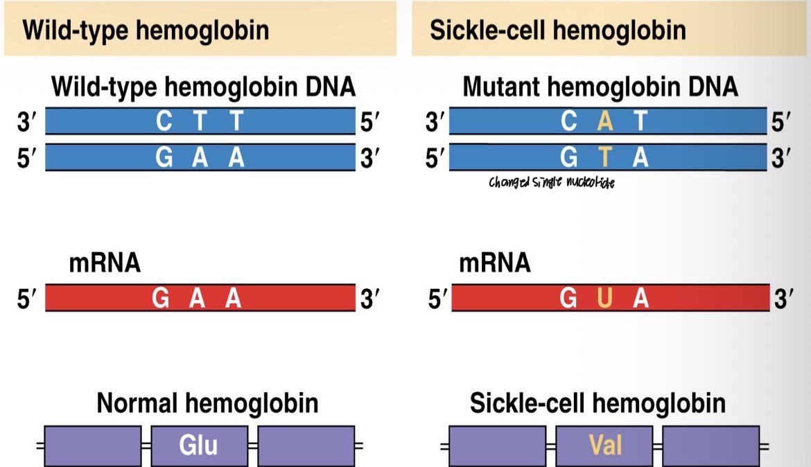 <p>A single base pair change occurs eg. T to C. This results in a single nucleotide polymorphism (difference) called SNP</p><p>• This may have resulted during DNA replication where an incorrect base was added and the polymerase enzyme did not detect it. Or it could be a mutation resulting from X-rays or UV light</p>