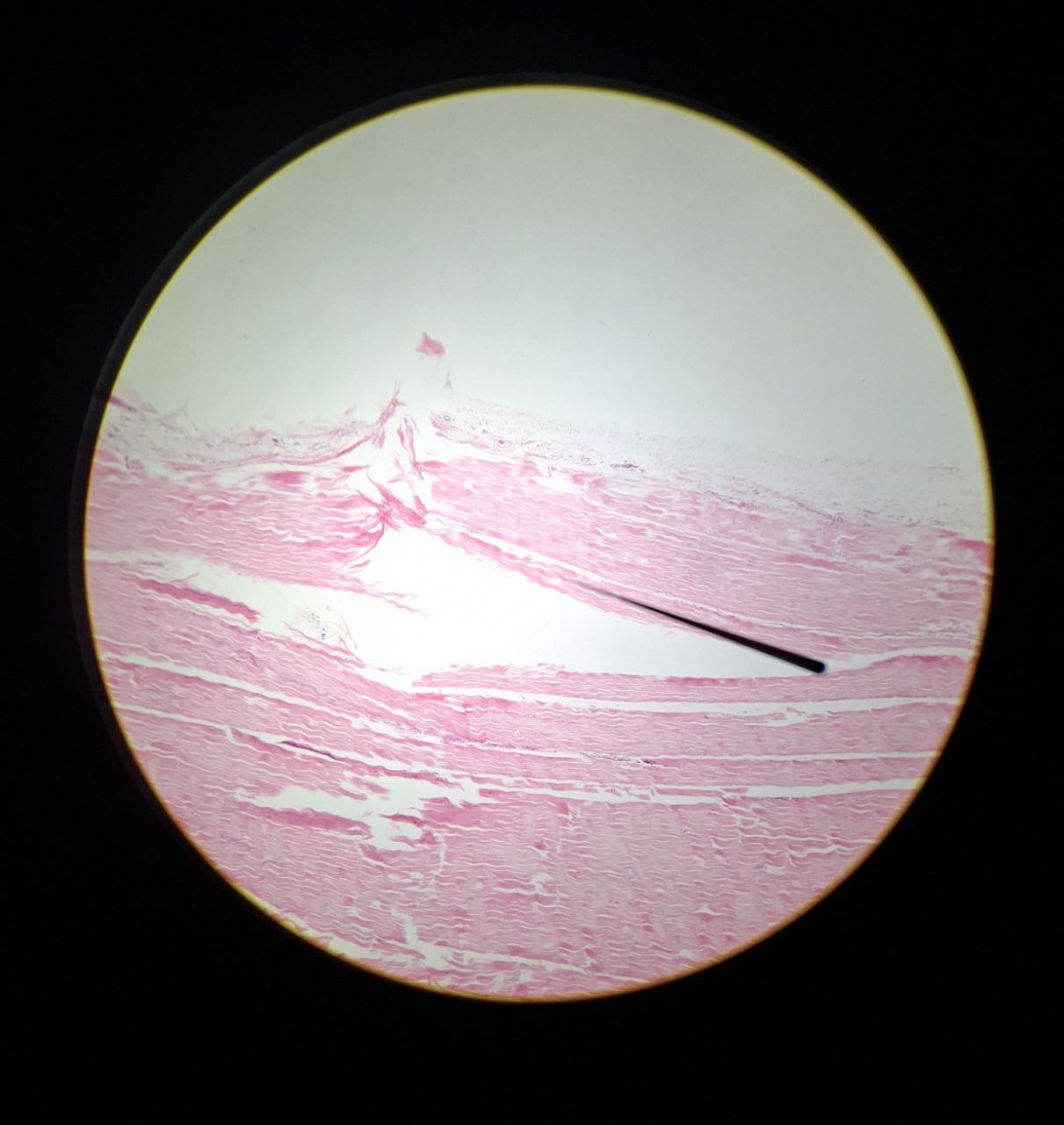 <p>Identify the tissue and mention one site</p>