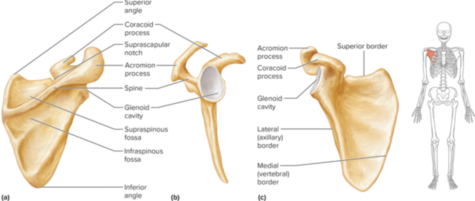 <p>What bone is this?</p>