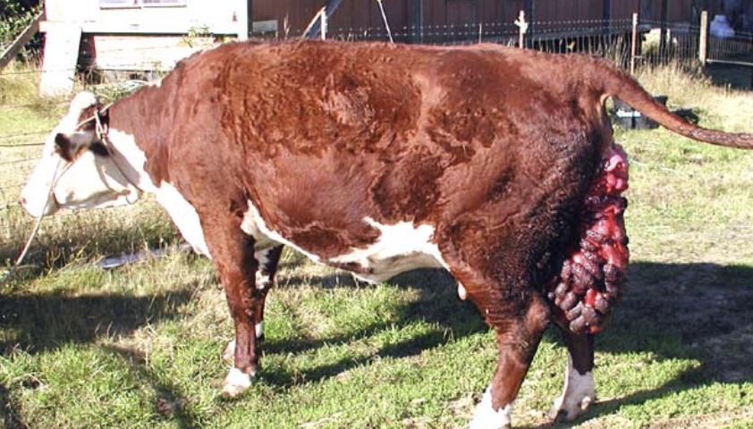 <p>handle ambulatory cows gently to avoid uterine trauma</p>