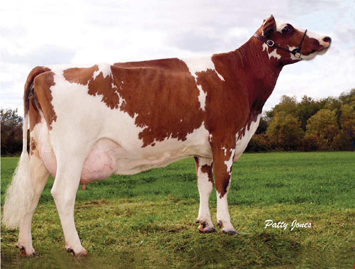 <p>- Medium sized<br>- Uncommon in the UK</p>