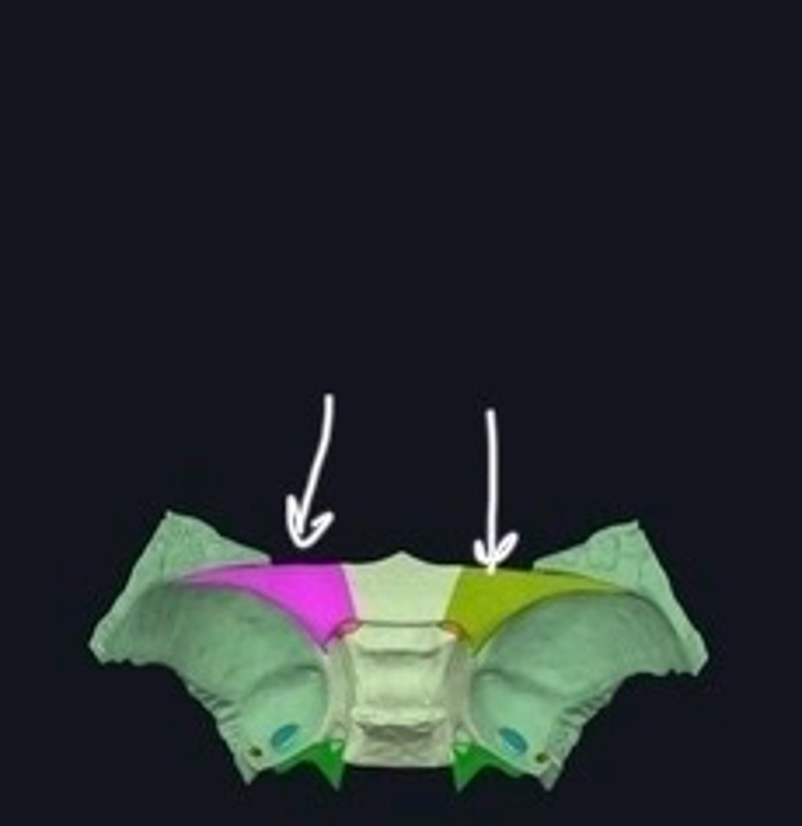 <p>Smaller extensions of the sphenoid bone.</p>