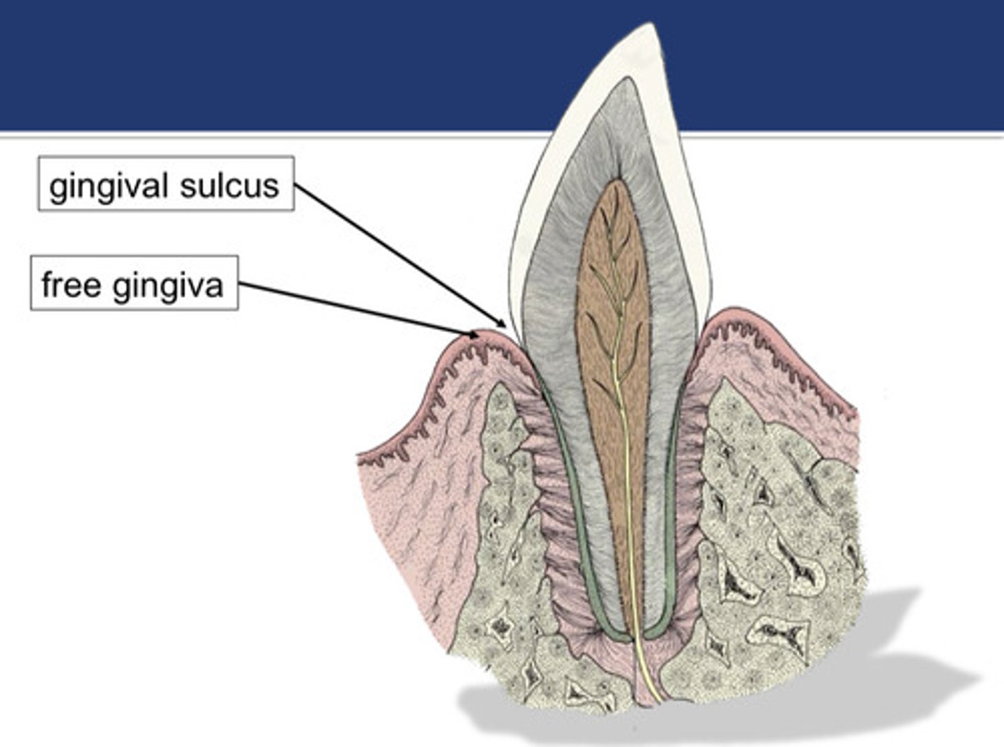 <p>Which animal normally has a deeper gingival sulcus depth: cats or dogs?</p>