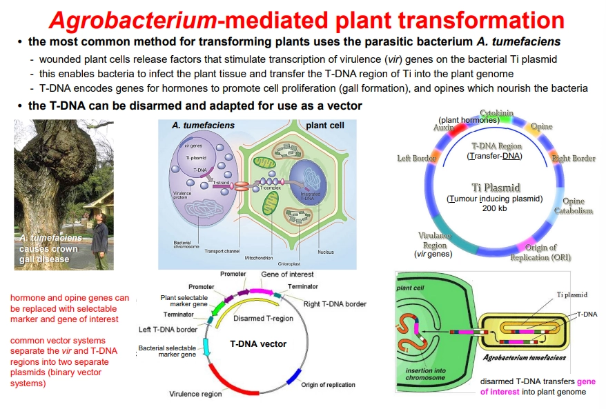 <p>advantages</p><ul><li><p>widely and routinely used- many vector options available</p></li><li><p>enables stable integration (needs a selectable marker)</p></li></ul><p></p><p>limitations</p><ul><li><p>limited host range (good for dicots, less for gymnosperms and monocots)</p></li><li><p>can be time-consuming (depending on species)</p></li><li><p>site of integration in genome is random</p></li></ul><p></p>