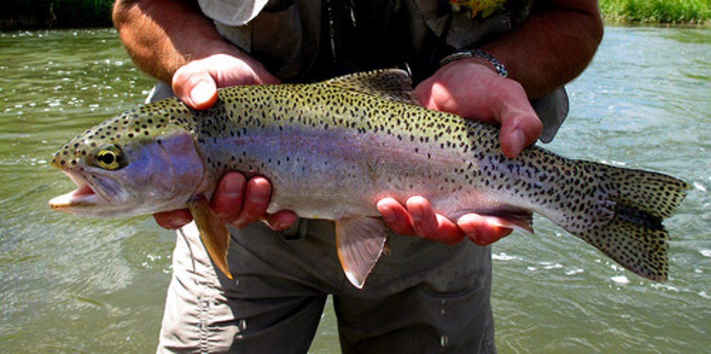 <p>rainbow trout</p>