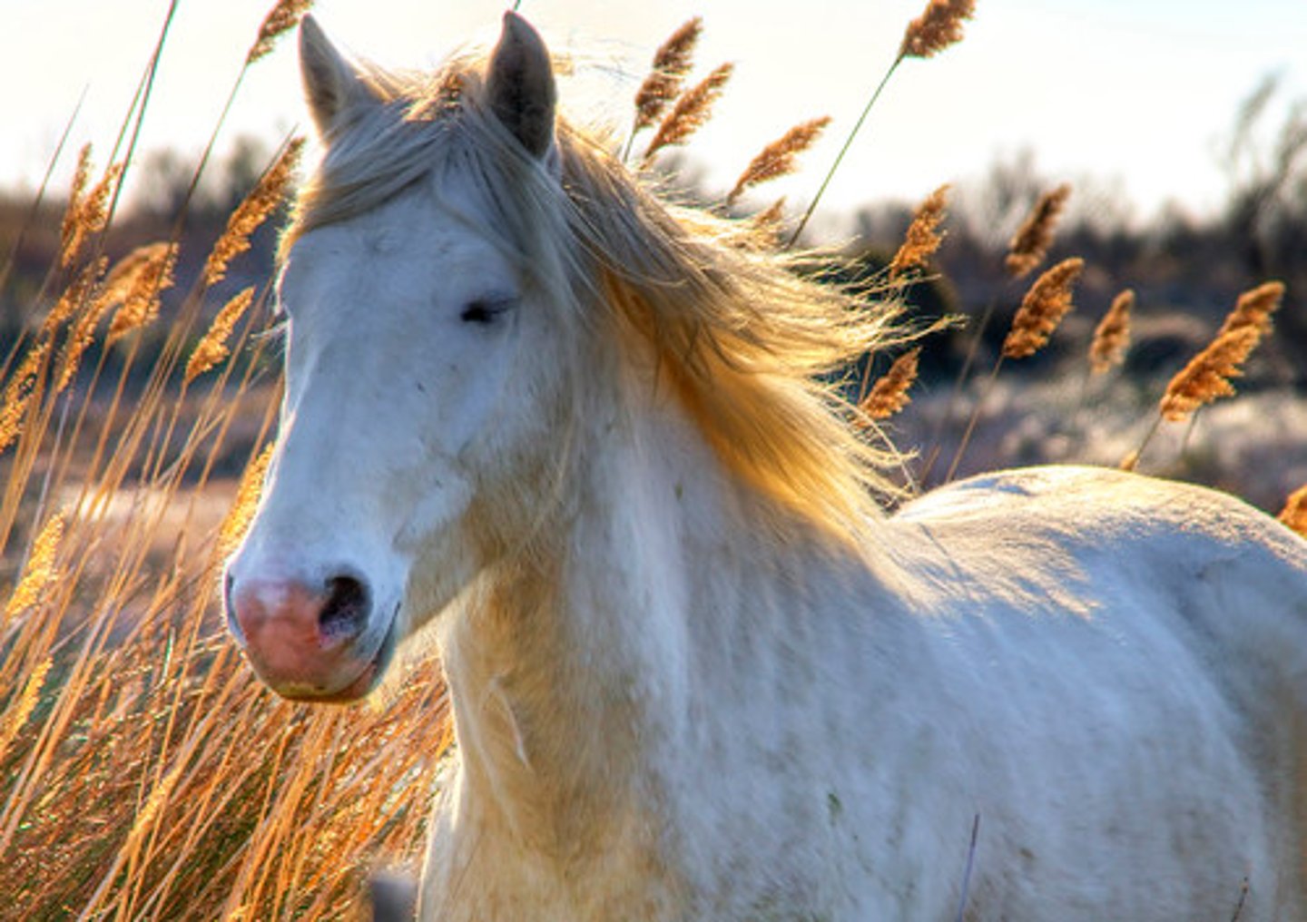 <p>I have a horse</p>