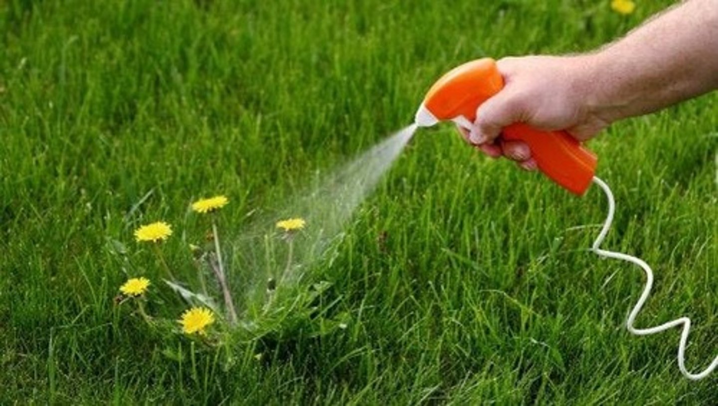 <p>Auxins in high concentrations can cause plants to grow too fast and use up energy stores and die</p>