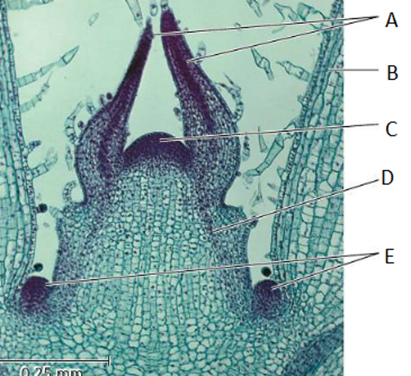<p>A label</p>