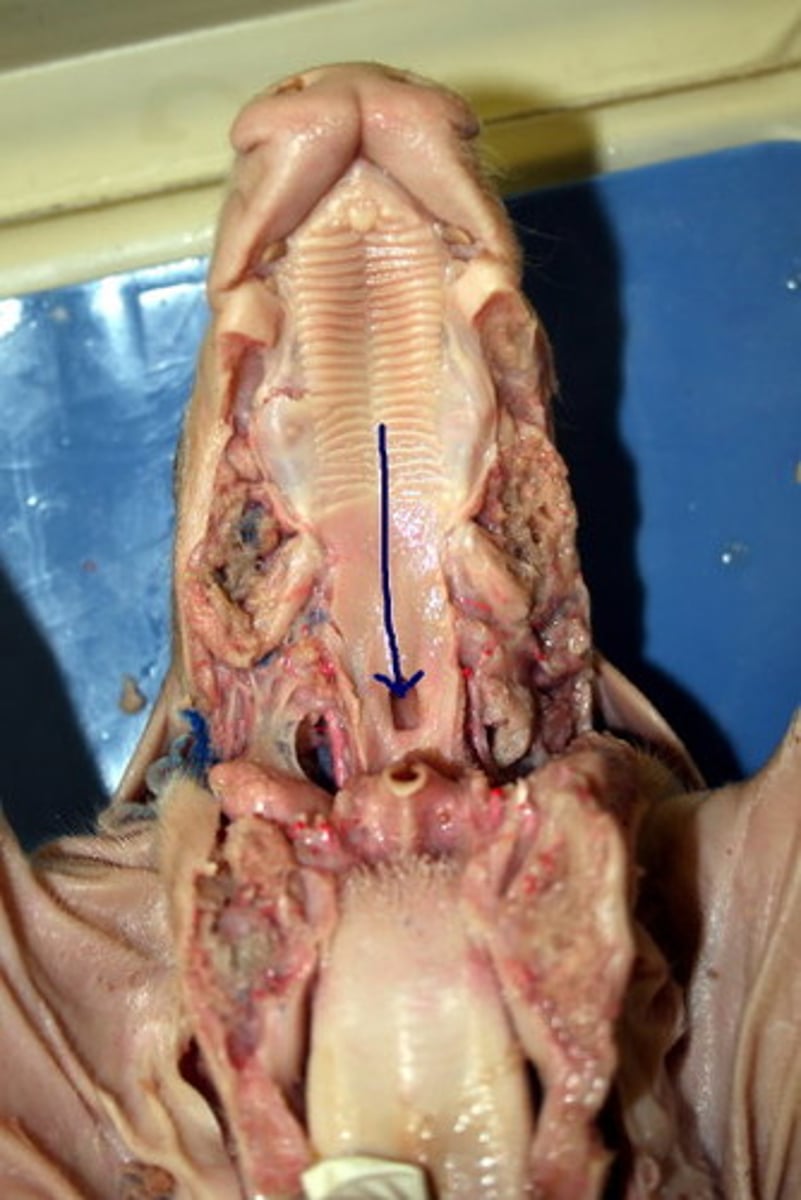 <p>Passageway for food, water, and (in air‑breathers) air; involved in swallowing — Region behind oral cavity connecting to esophagus and larynx</p>