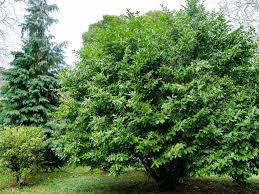 <p>Cherry Laurel</p>