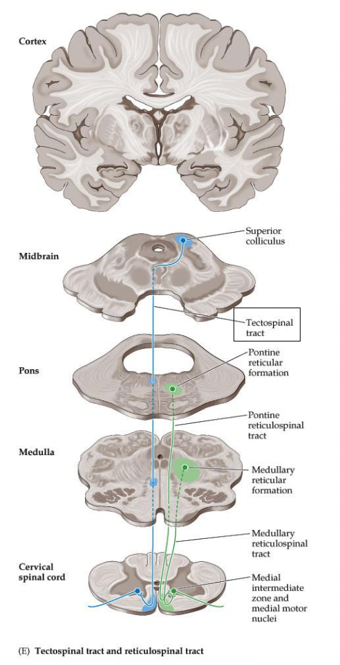 <p>Where does the <em><u>tectospinal tract</u></em> originate? Where does it cross over at what decussation? Where does it descend? Where does it end?</p>