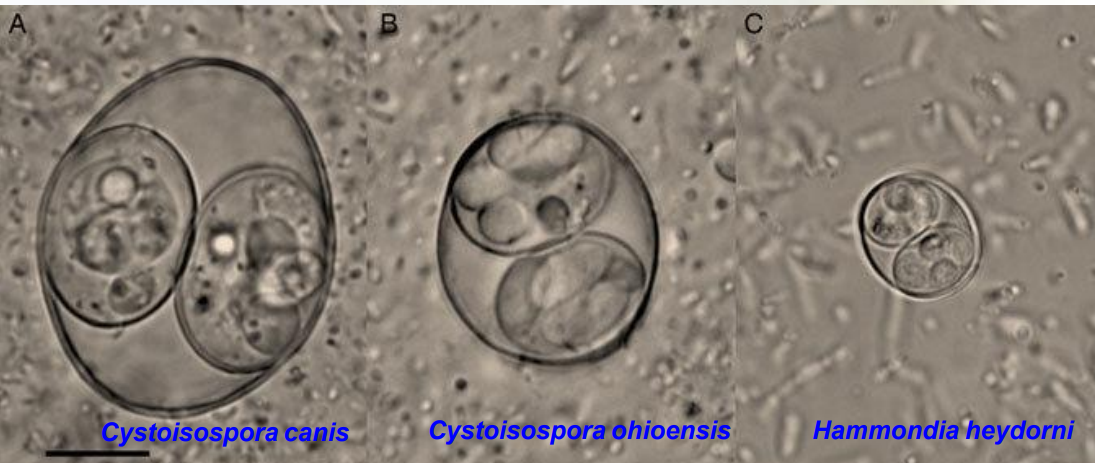 <ul><li><p>A. Cystoisospora canis (definitive host - dog, with 2 sporozyst and 4 sporozoits in each). </p></li><li><p>B. cystoisospora ohioensis</p></li><li><p>C. Hammondia Heydorni</p></li></ul><p></p>