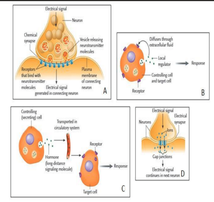 <p>communication used by cardiac muscle cells to synchronize heart contractions&nbsp;</p>