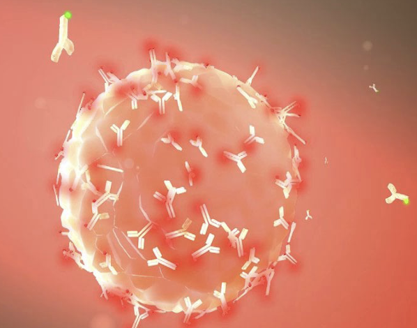 <ul><li><p><span><strong><span>Antigens (Ag) </span></strong><span>are usually macromolecules (</span><u><span>proteins</span></u><span>, polysaccharides, lipids, nucleic acids) found on the cell/</span><strong><span>capsid</span></strong><span> surface or secreted by the pathogen</span></span></p></li><li><p><span><span>Antigens are specific/unique to a given pathogen</span></span></p></li><li><p><span><strong><span>Antibodies (Ab)</span></strong><span> are Y-shaped proteins that bind to specific antigens; the “tips” of the Y-shape are Ag-binding sites</span></span></p></li><li><p style="text-align: left;"><span><span>This“tags” the pathogen for recognition by other leukocytes &amp; other immune system elements</span></span></p></li><li><p><span><span>As more pathogen is encountered, more Ab is produced</span></span></p></li><li><p><span><span>Ab can “smother” a pathogen (blocks receptors/channels), while tagging it as a target</span></span></p></li></ul><p></p>