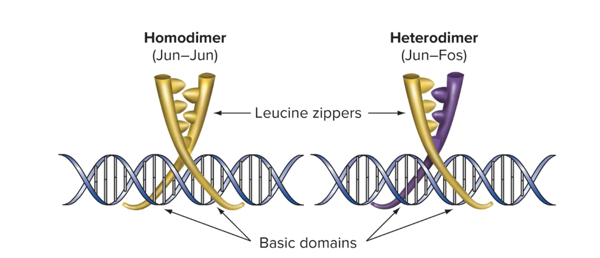 <ul><li><p>dimers can come tg to form a <strong>leucine zipper</strong></p></li><li><p>each molecule in dimer has leucine residues that bind tg w lucine residues on the other protein</p></li></ul><p></p>