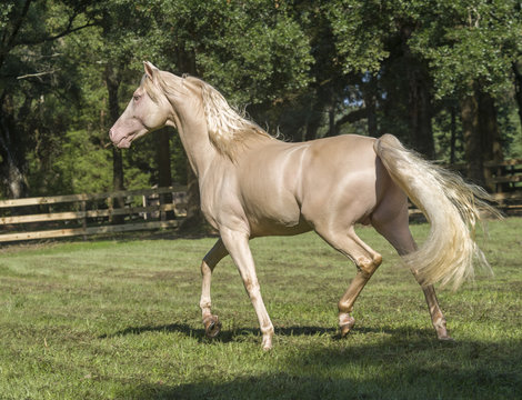 <p>Pink pigment skin, Blue eyes, White mane and tail</p>