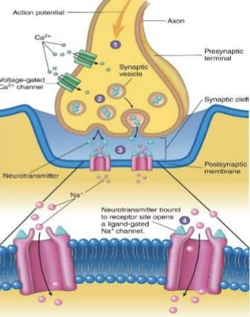 <p>It consists of a presynaptic terminal, synaptic cleft and postsynaptic membrane</p>