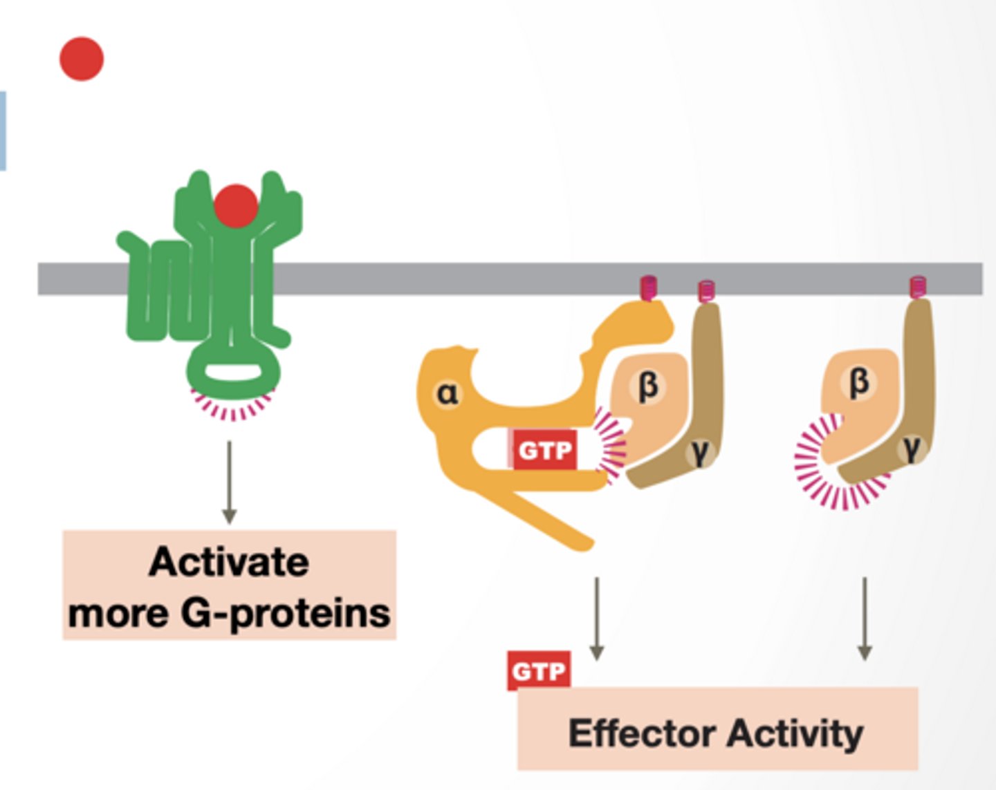 <p>Signal molecule activates GPCR</p><p>GPCR acts as a GEF for alpha subunit (GTPase) of trimeric G-protein</p><p>Parts of complex have different activities</p><p>Alpha subunit is activated</p><p>Beta/gamma subunit separate and become active</p><p>Alpha and beta/gamma alter effector proteins</p><p>GPCR can activate more G-proteins</p>