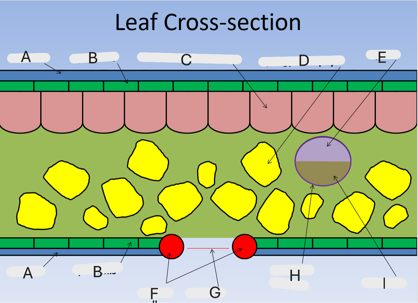 <p>A, B, C, D, E, F, G, H, I</p>