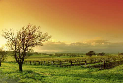 die Landschaft