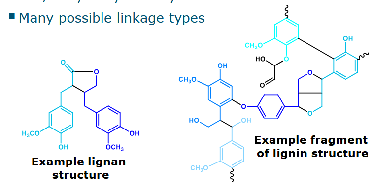 <ul><li><p>Monomeric building blocks: hydroxycinnamic acids and/or hydroxycinnamyl alcohols</p></li><li><p>Many possible linkage types</p></li><li><p>Lignan: Has diverse di- or oligomeric structures. + Is metabolized by intestinal bacteria</p></li><li><p>Lignin: Part of plant cell walls, difficult to degrade</p></li></ul><p></p>