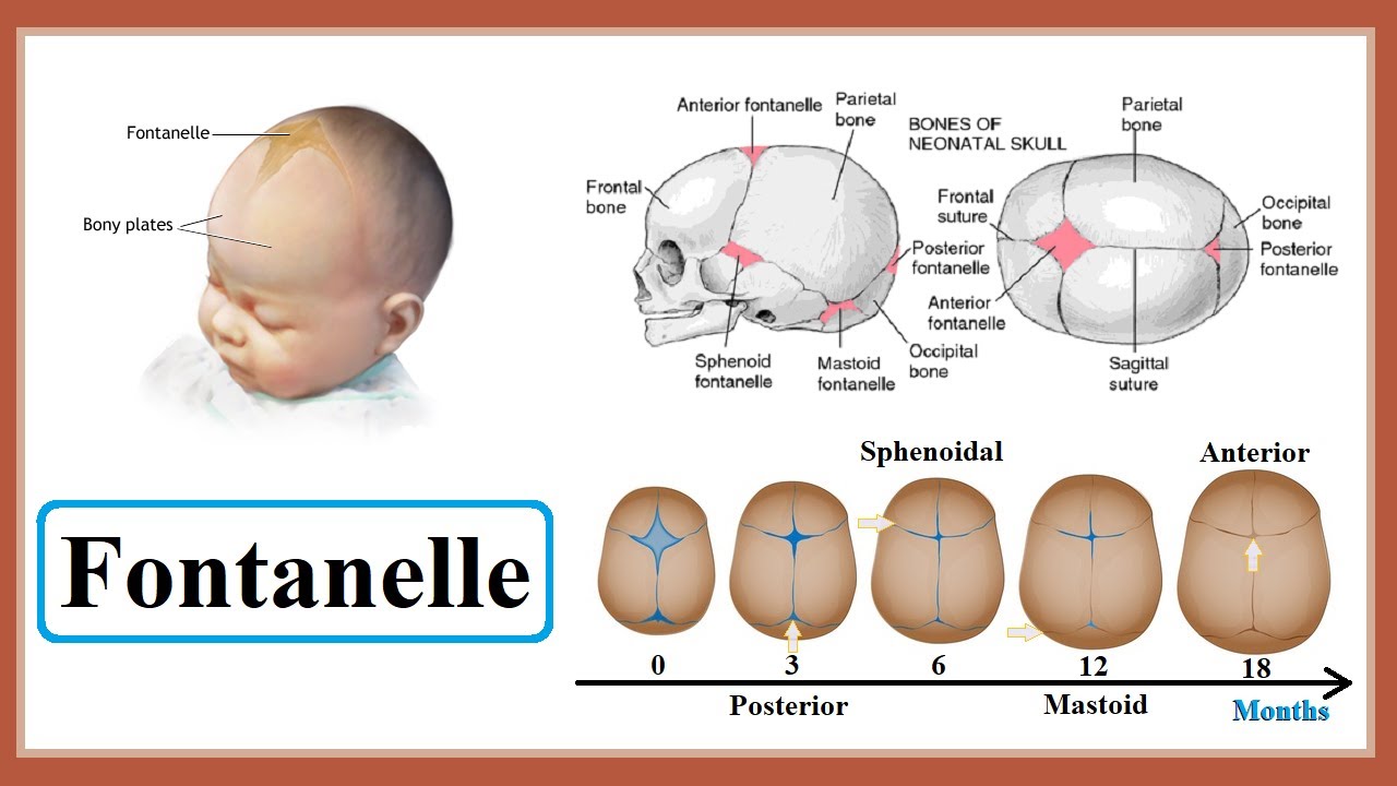 <p>Fontanelle closure</p>