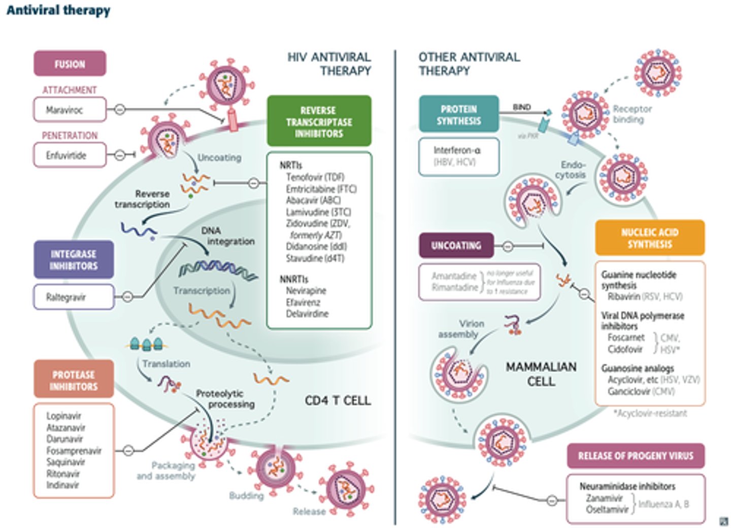 <p>Respiration is the process of converting glucose into energy, which comes in two states: aerobic and anaerobic.</p>