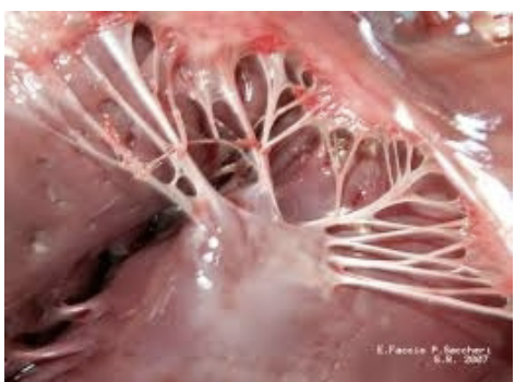 <p>what is the function of chordae tendinae?</p>