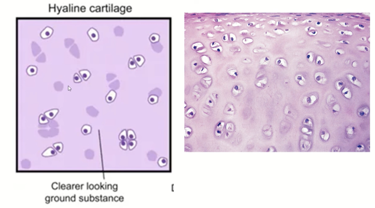 <p>hylaine cartilage</p>