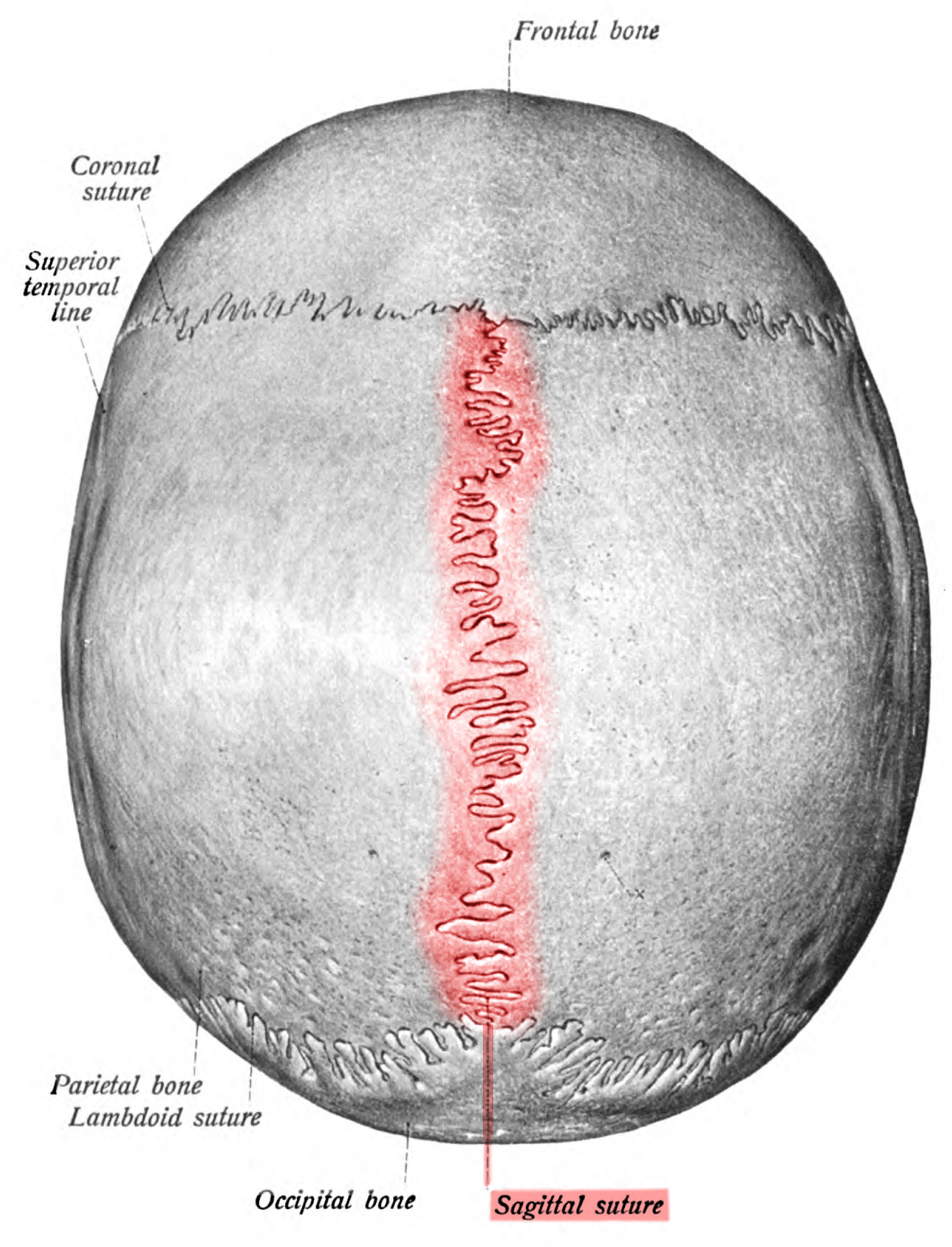 <p>The suture uniting the two parietal bones</p>