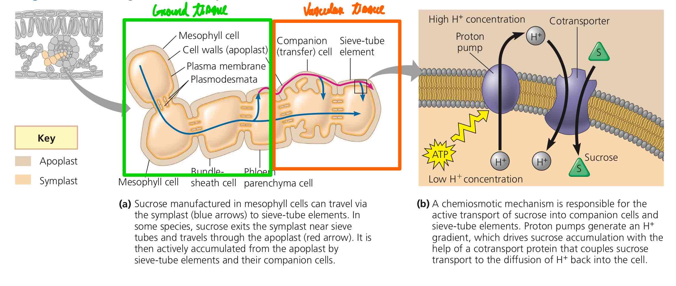 <p>Sugar can move via (a) symplastic or (b) symplastic and apoplastic routes. Never via apoplastic alone. Would a cell want sugars moving absolutely freely? No.</p>