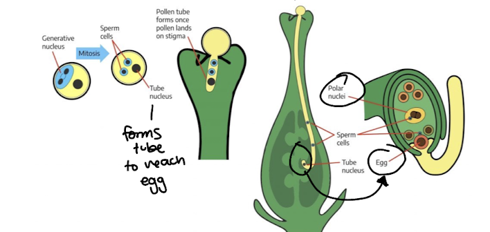 <p>pollen lands on stigma and the pollen tube forms, reaching to the ovary to reach the ovule where the egg is</p><p>sperm cell 1 fuses with the egg to form the zygote</p><p>sperm cell 2 fuses with the polar nuclei to form the endosperm (food storage)</p>