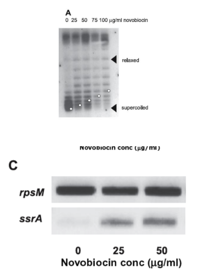 <p><strong><mark data-color="green" style="background-color: green; color: inherit;">Novobiocin relaxes DNA supercoiling,</mark></strong> which <strong>can induce an increase in ssrA mRNA levels.</strong></p><p><strong>This antibiotic </strong><span style="color: red;"><strong>inhibits DNA gyrase,</strong></span><strong> leading to the relaxed supercoiling that affects gene expression. </strong></p>
