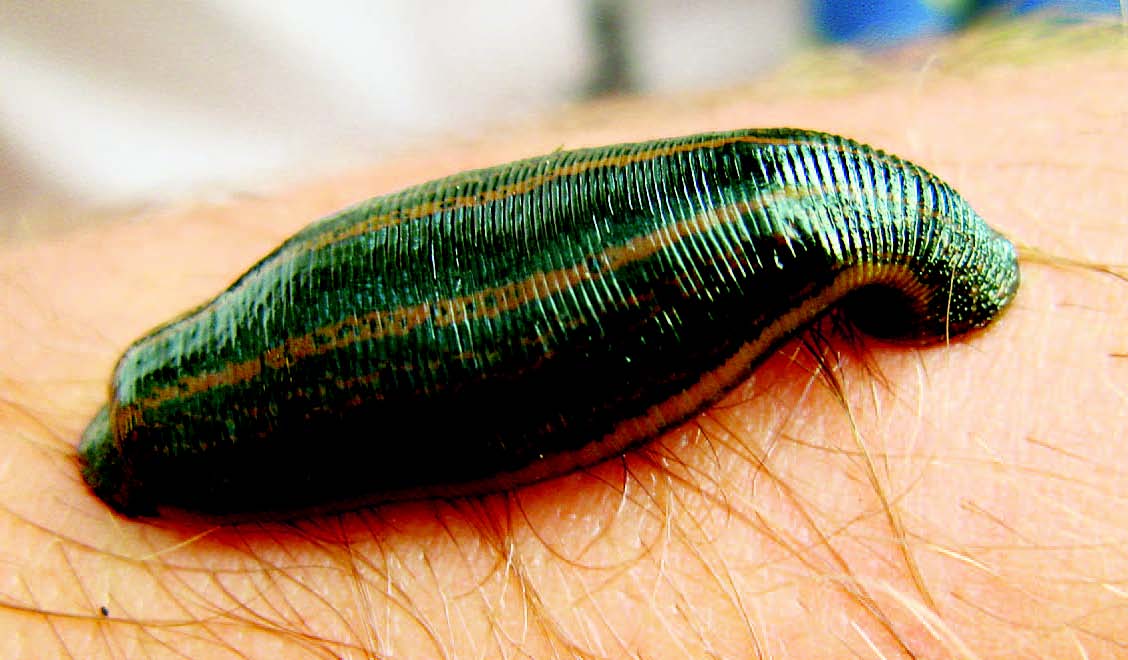 <p>Leech</p>