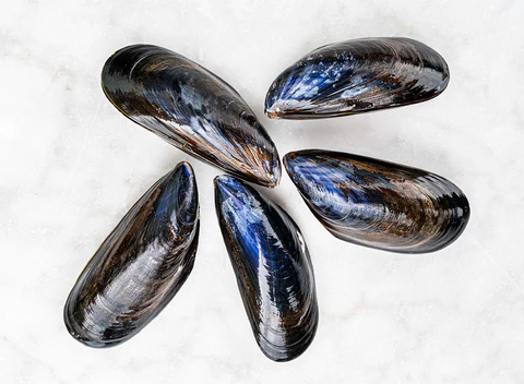 <p>Mussels</p>
