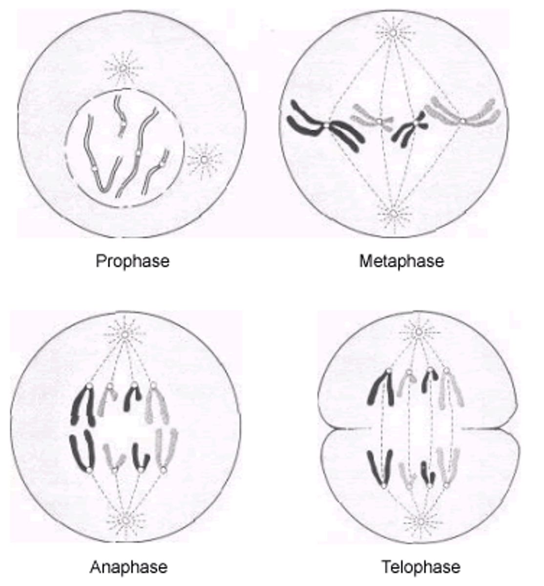 <p>prophase, metaphase, anaphase, telophase</p>