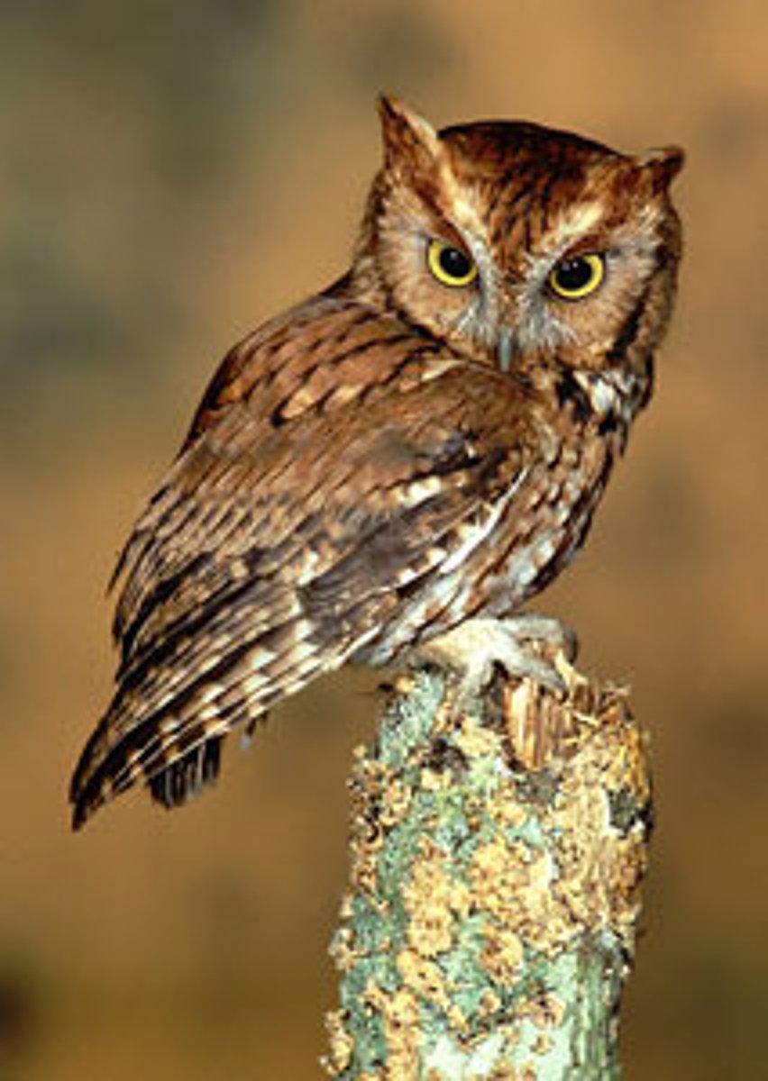 <p>Owls</p><p>Nocturnal, Sharp beak &amp; talons</p>