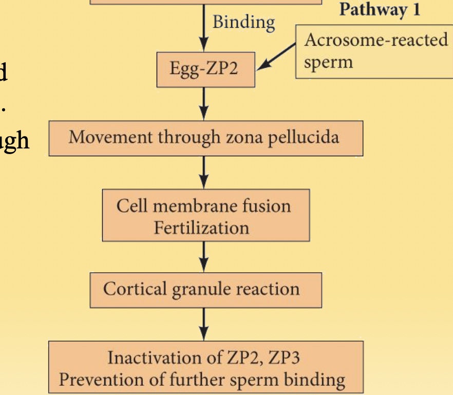 <p>How does sperm interact with the zona pellucida during fertilization? (contact recognition)</p>