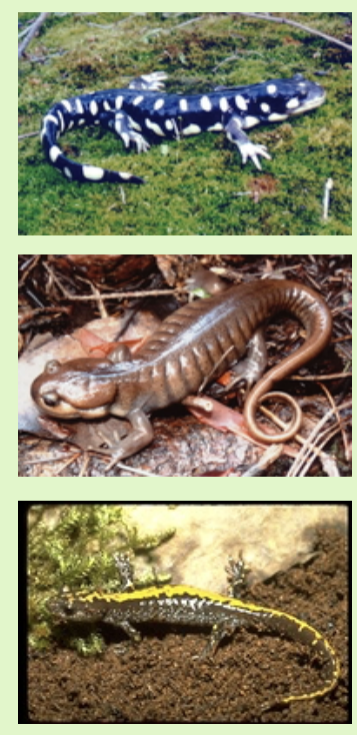 <p><span>Few distinctive characters, moderate size, smooth skin, robust body, short blunt head.</span><br></p>