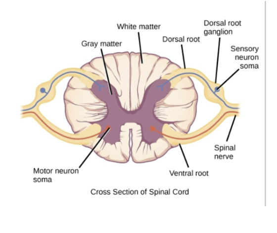 <ul><li><p><span>Contains cell bodies of autonomic efferent nerve fibers (sympathetic or parasympathetic)</span></p></li></ul><p></p>