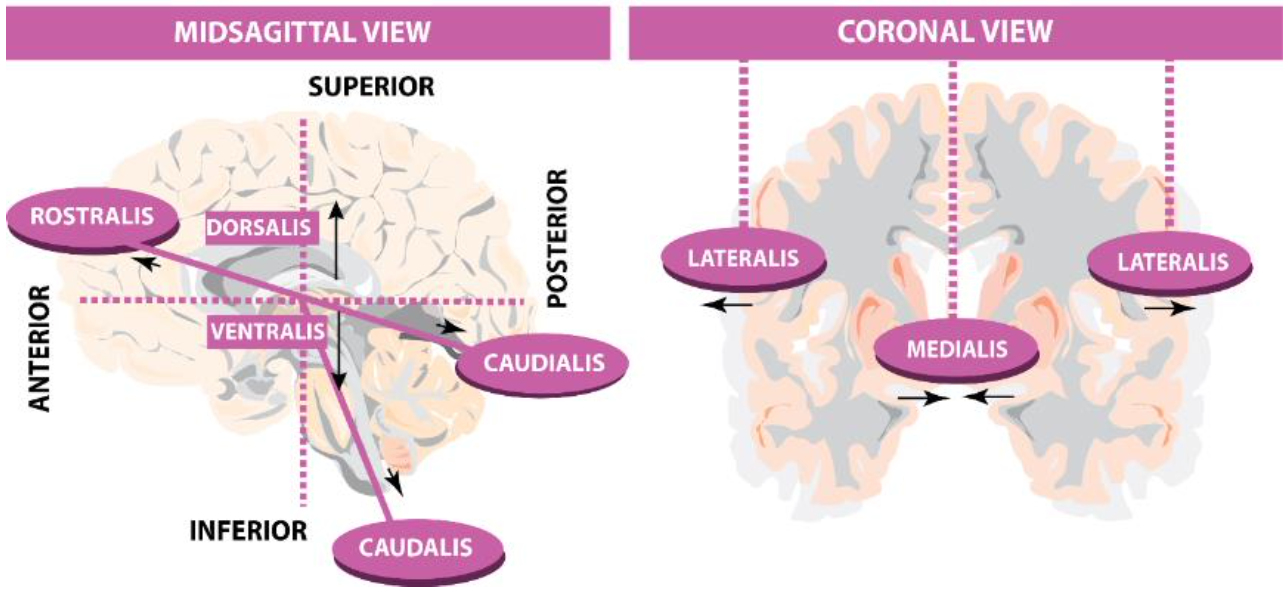 <p>What are the three most commonly used axes in neuroanatomy?</p>