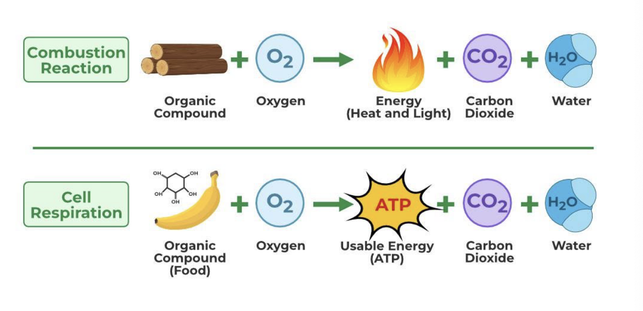 <p>combustion rxn</p><ul><li><p>organic compound + O<sub>2 </sub>→ energy (heat and light) + CO<sub>2</sub> + H<sub>2</sub>O</p><ul><li><p>all energy is released quickly and uncontrollably → NOT usable by cells</p></li></ul></li></ul><p>cell respiration</p><ul><li><p>organic compound (food) + O<sub>2</sub> → ATP + CO<sub>2 </sub>+ H<sub>2</sub>O</p><ul><li><p>energy is released gradually and stored in ATP which powers biological functions</p></li></ul></li></ul><p></p>